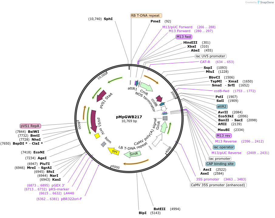 68608-plasmid-map-sequence-id-121807