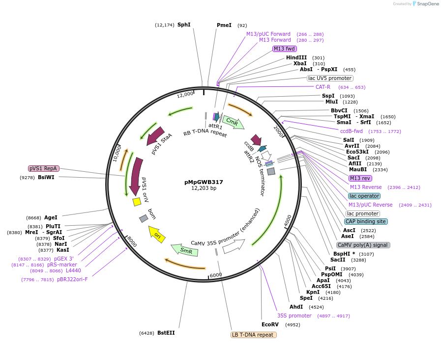 68645-plasmid-map-sequence-id-121808