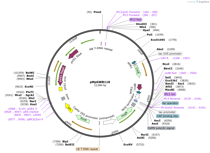 68572-plasmid-map-sequence-id-121810