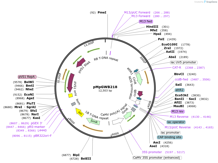 68609-plasmid-map-sequence-id-121811