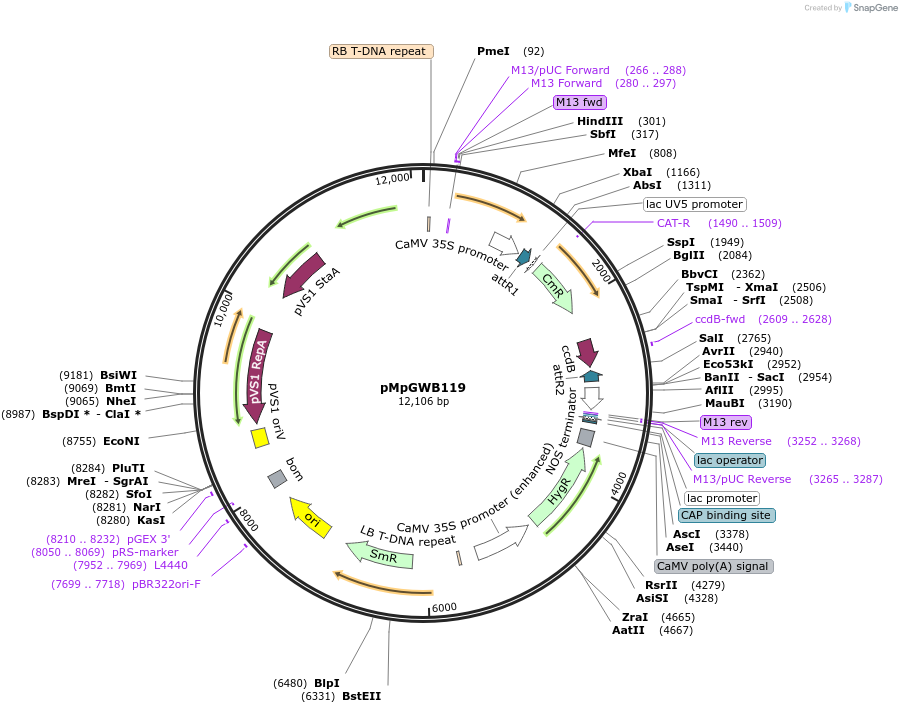 68573-plasmid-map-sequence-id-121814