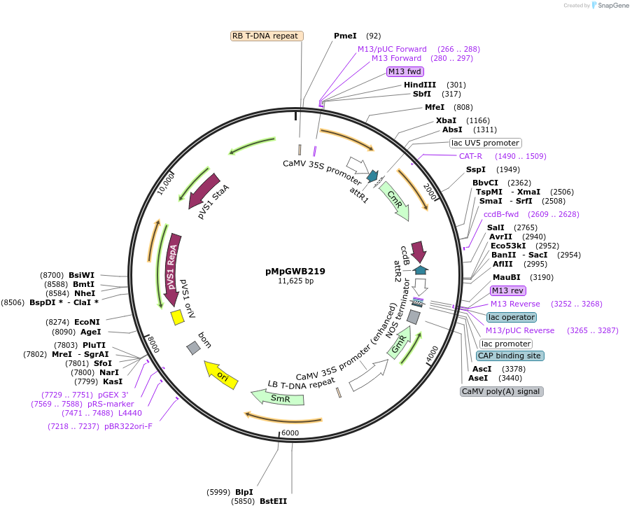 68610-plasmid-map-sequence-id-121815