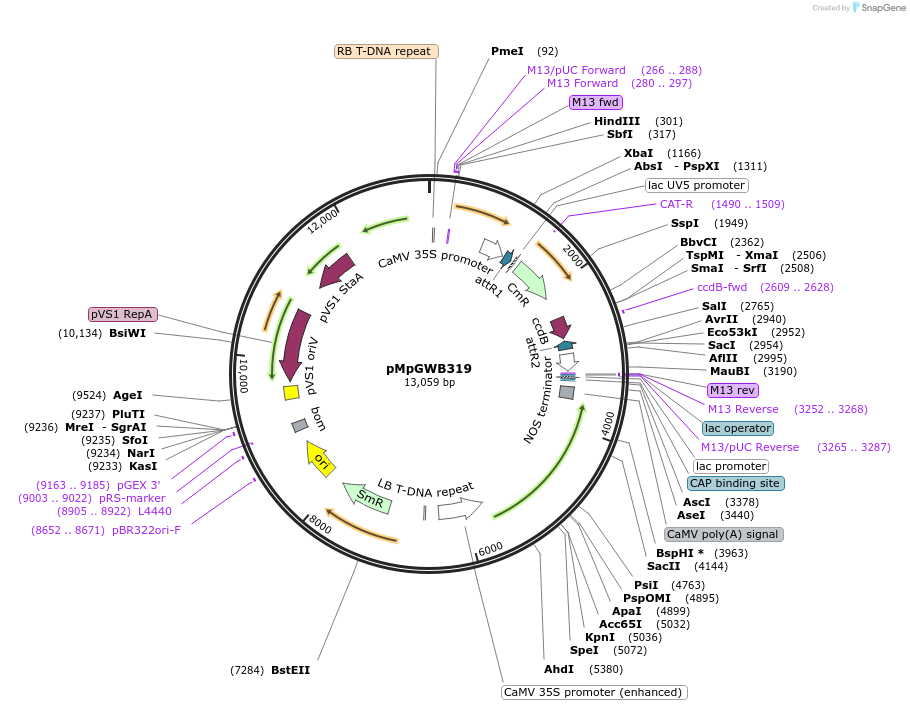 68647-plasmid-map-sequence-id-121816