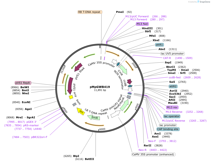 68684-plasmid-map-sequence-id-121817