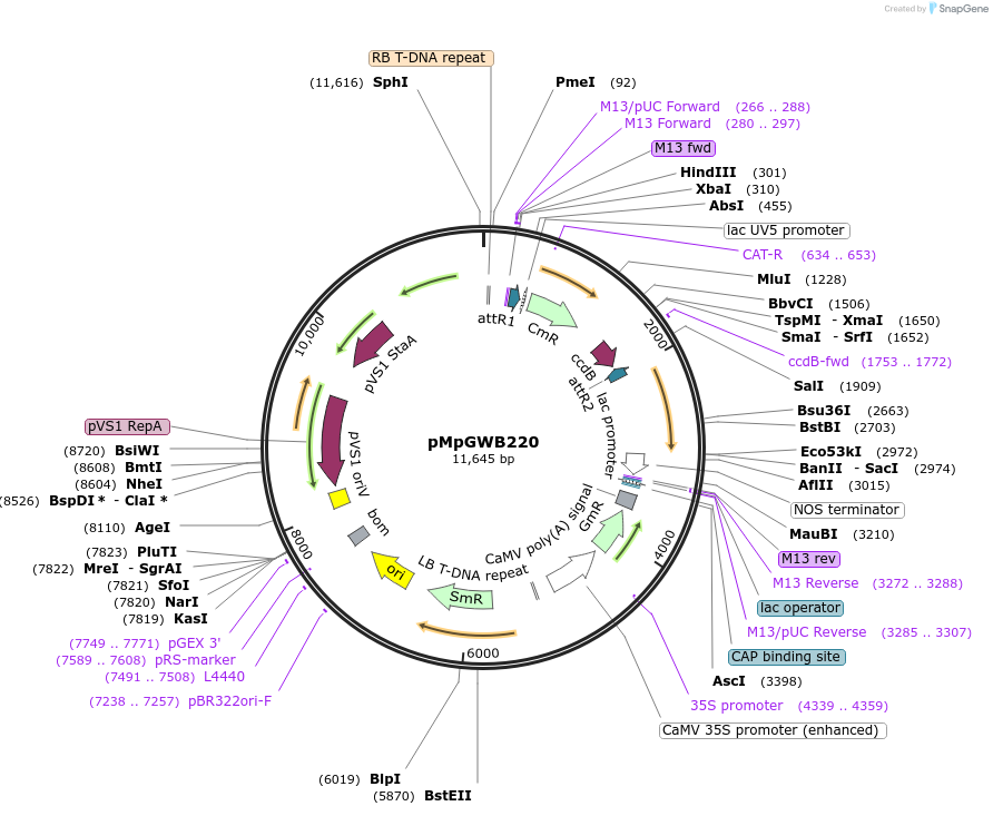 68611-plasmid-map-sequence-id-121819