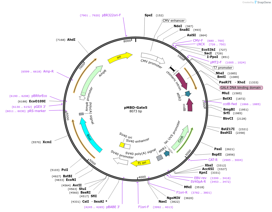 25961-plasmid-map-sequence-id-12182