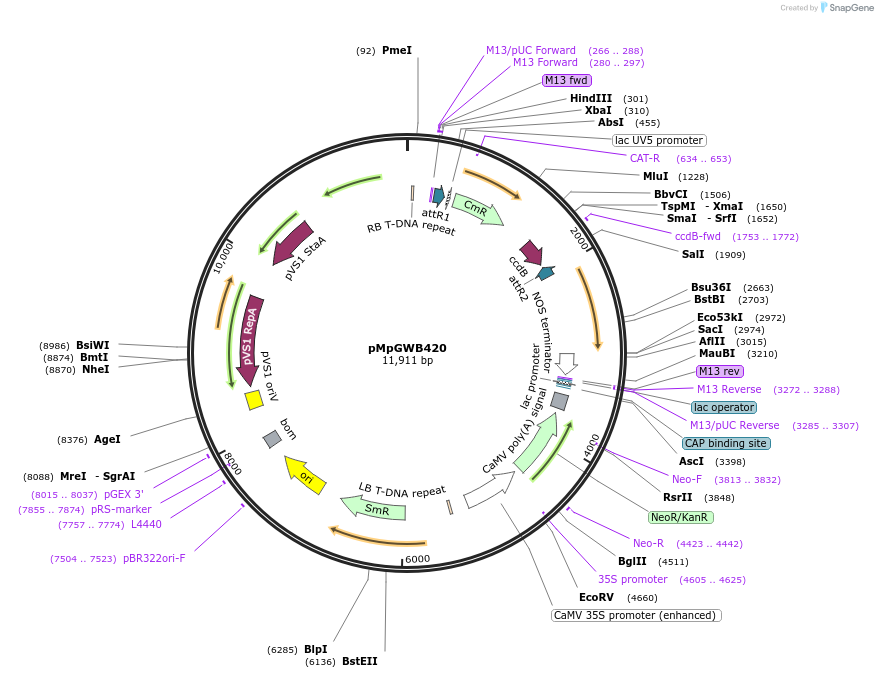 68685-plasmid-map-sequence-id-121821