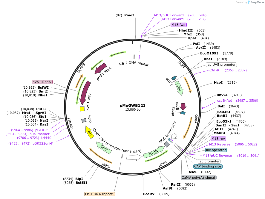68575-plasmid-map-sequence-id-121822