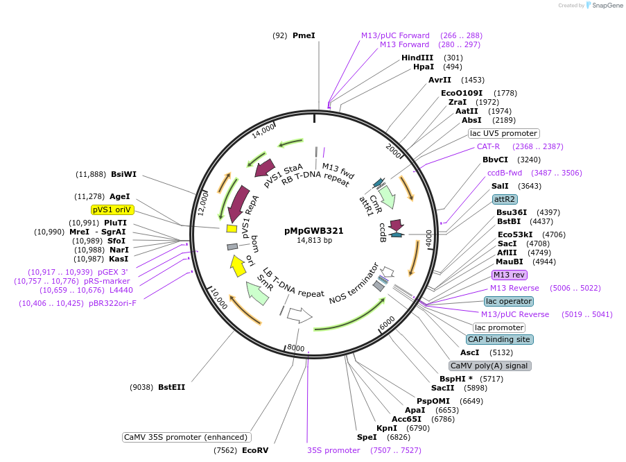 68649-plasmid-map-sequence-id-121824