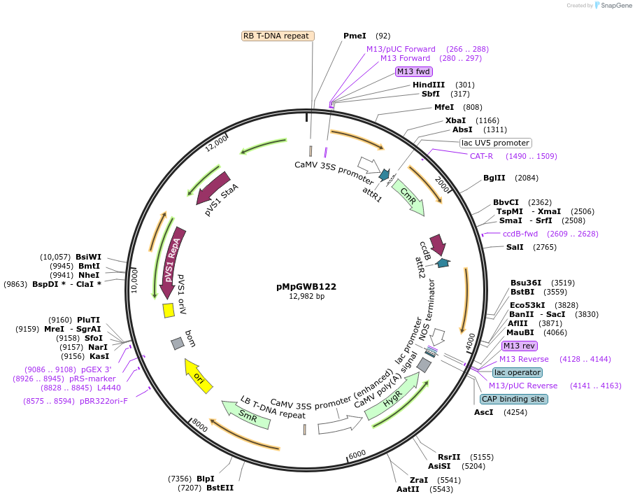 68576-plasmid-map-sequence-id-121831