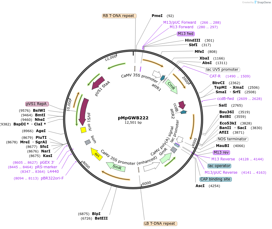 68613-plasmid-map-sequence-id-121832
