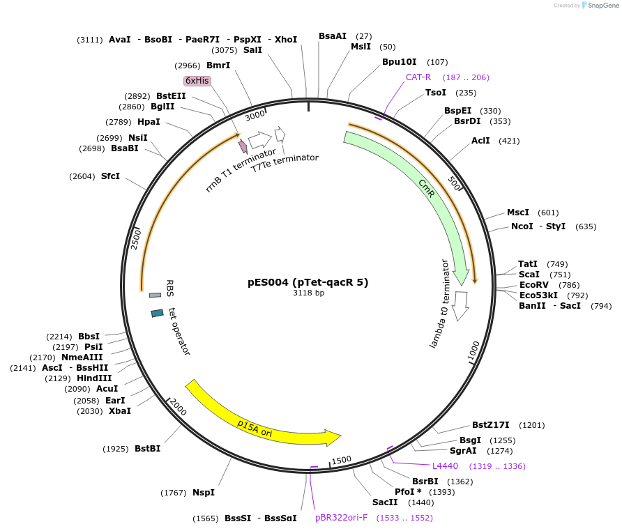 69033-plasmid-map-sequence-id-121908
