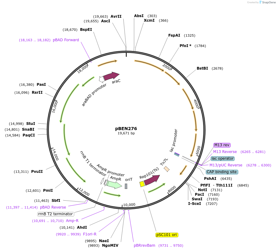 69150-plasmid-map-sequence-id-121926