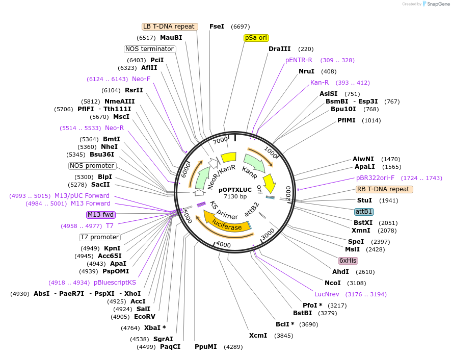 68504-plasmid-map-sequence-id-121993