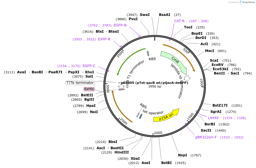 69034-plasmid-map-sequence-id-121996