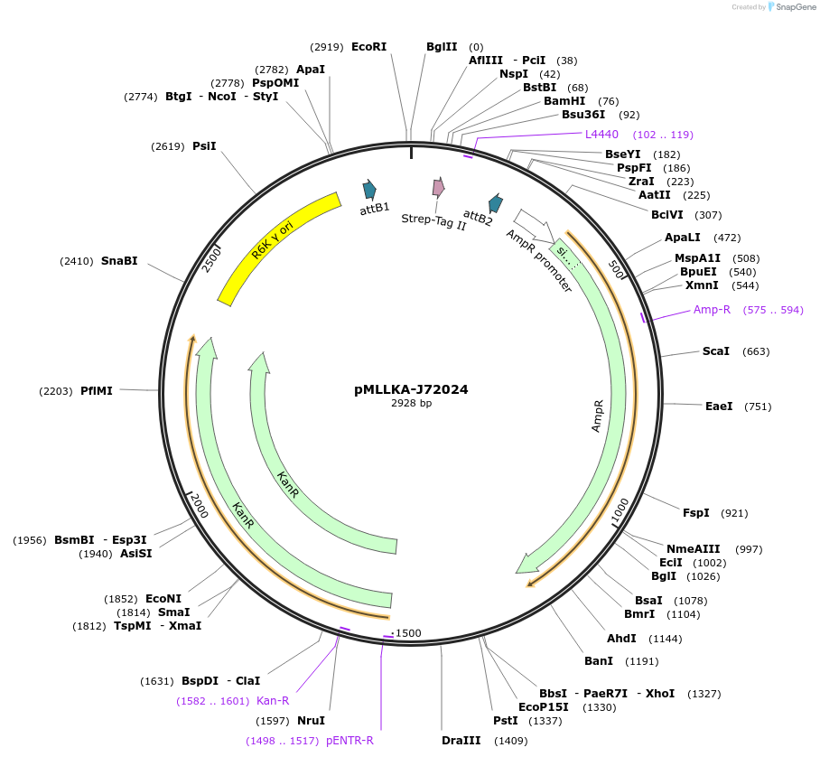 26015-plasmid-map-sequence-id-12203