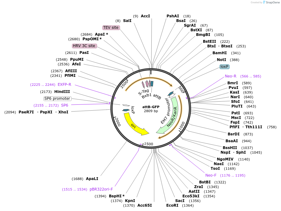 65521-plasmid-map-sequence-id-122031