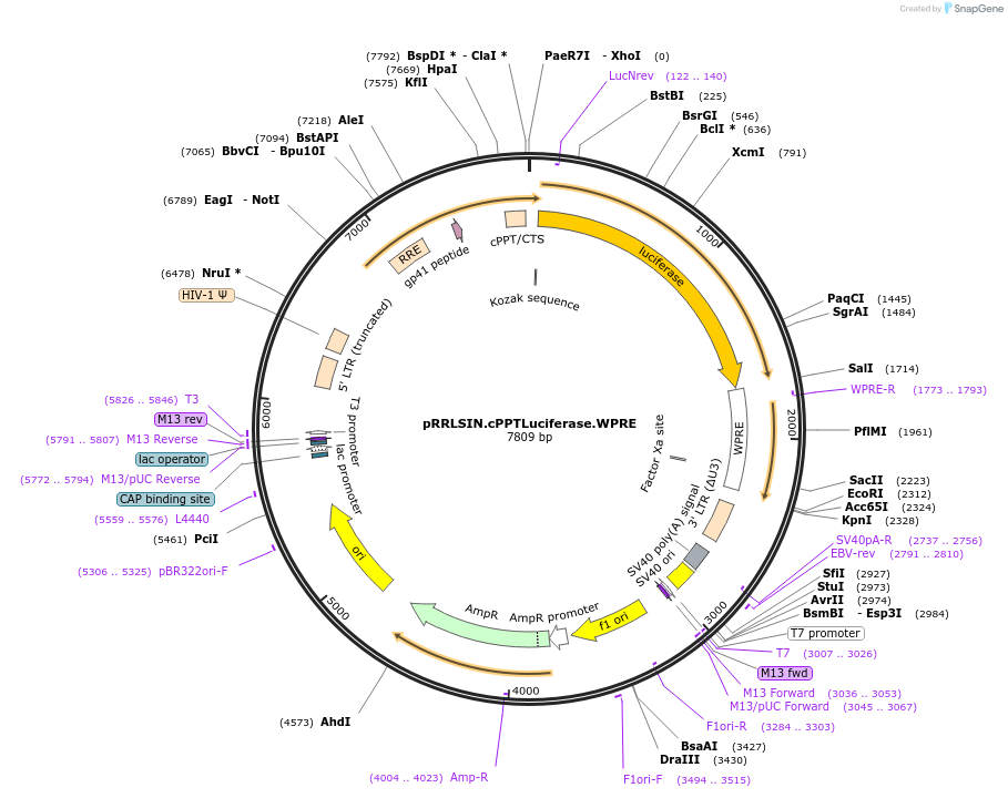 69251-plasmid-map-sequence-id-122039