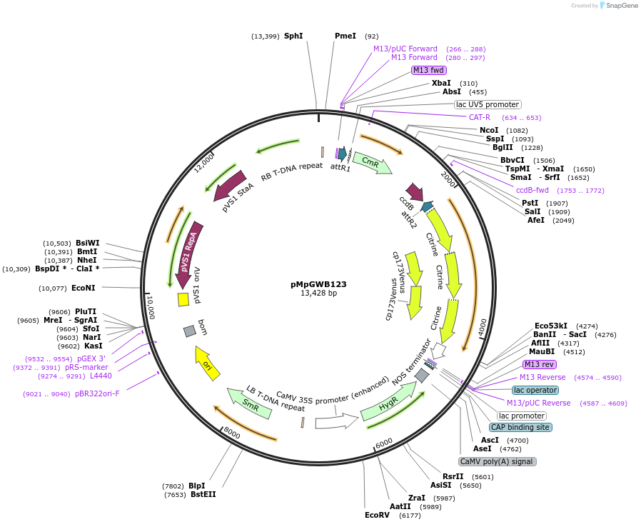 68577-plasmid-map-sequence-id-122041