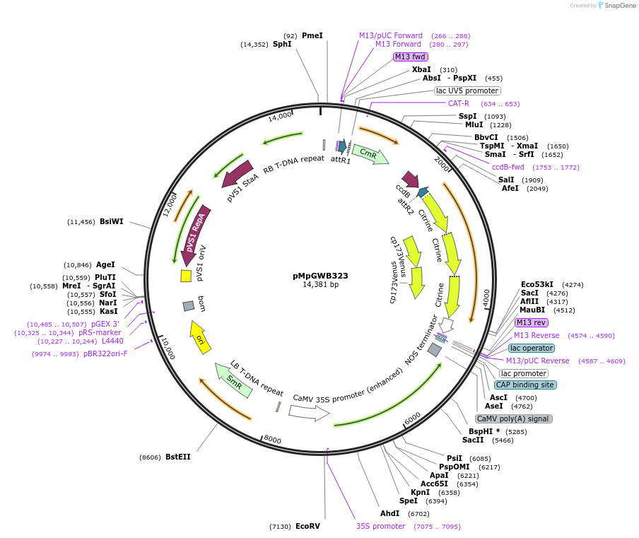 68651-plasmid-map-sequence-id-122043