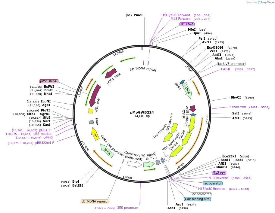 68615-plasmid-map-sequence-id-122046