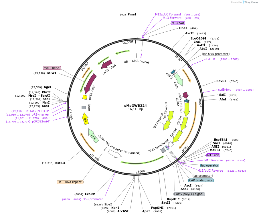 68652-plasmid-map-sequence-id-122047