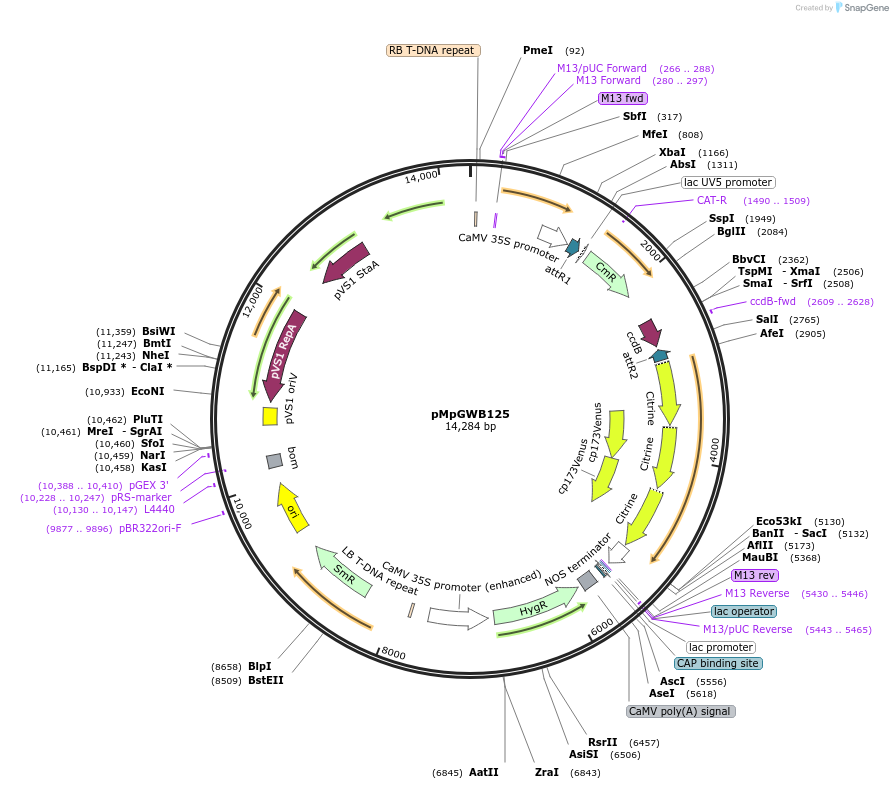 68579-plasmid-map-sequence-id-122049