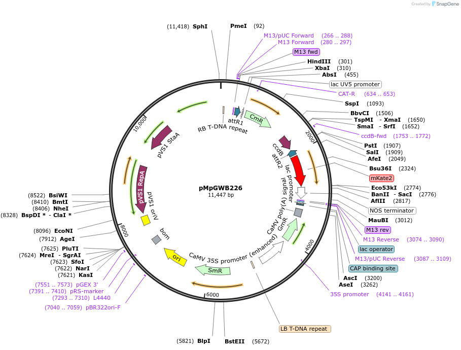 68617-plasmid-map-sequence-id-122054