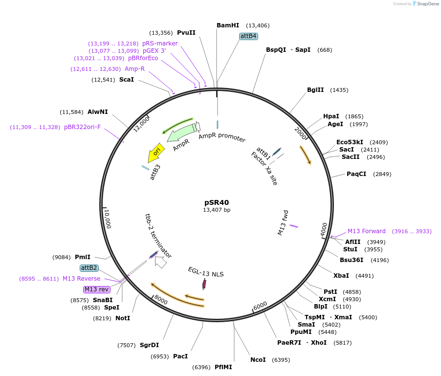 69257-plasmid-map-sequence-id-122065