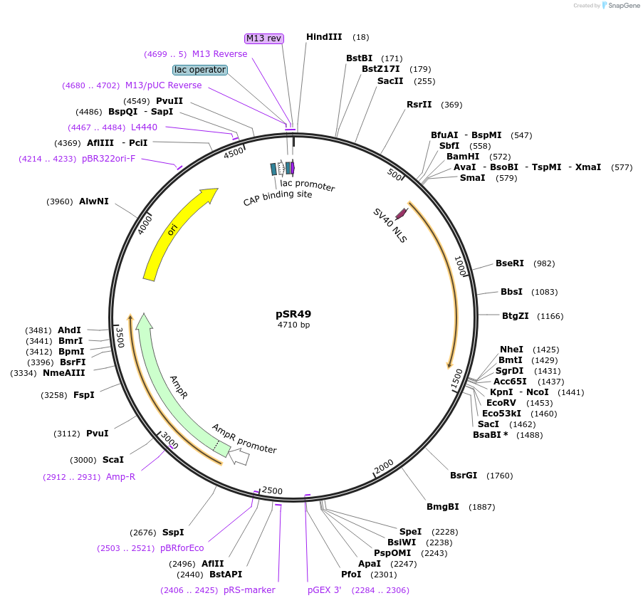 69259-plasmid-map-sequence-id-122067