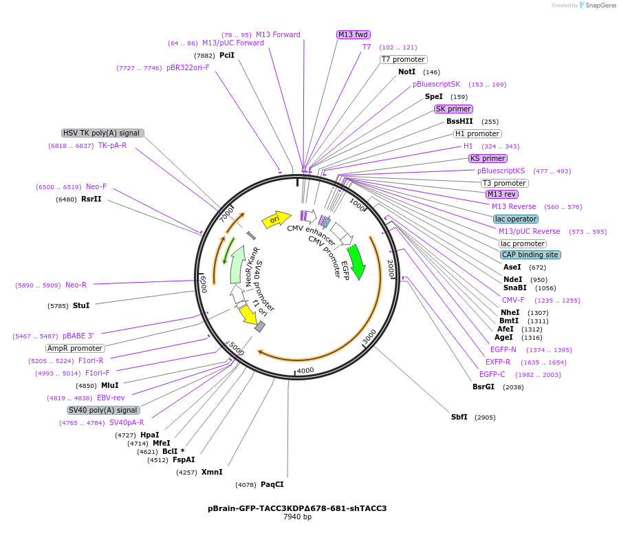 69115-plasmid-map-sequence-id-122094