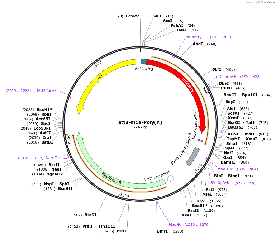 65525-plasmid-map-sequence-id-122104