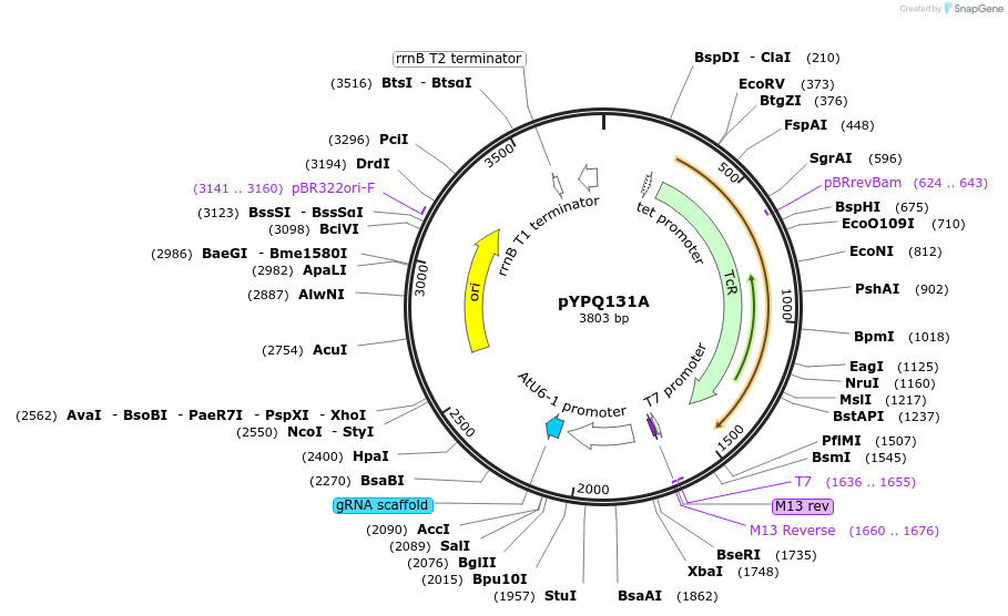 69273-plasmid-map-sequence-id-122111