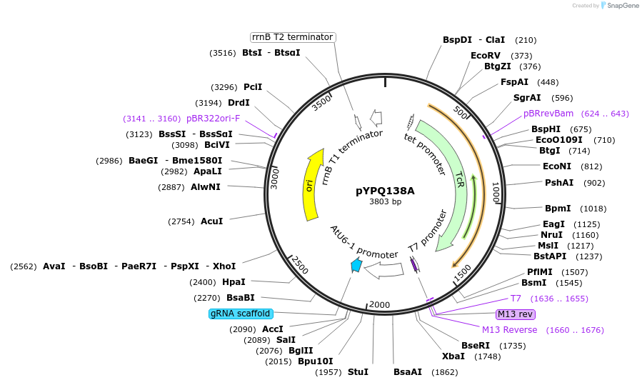 69280-plasmid-map-sequence-id-122118