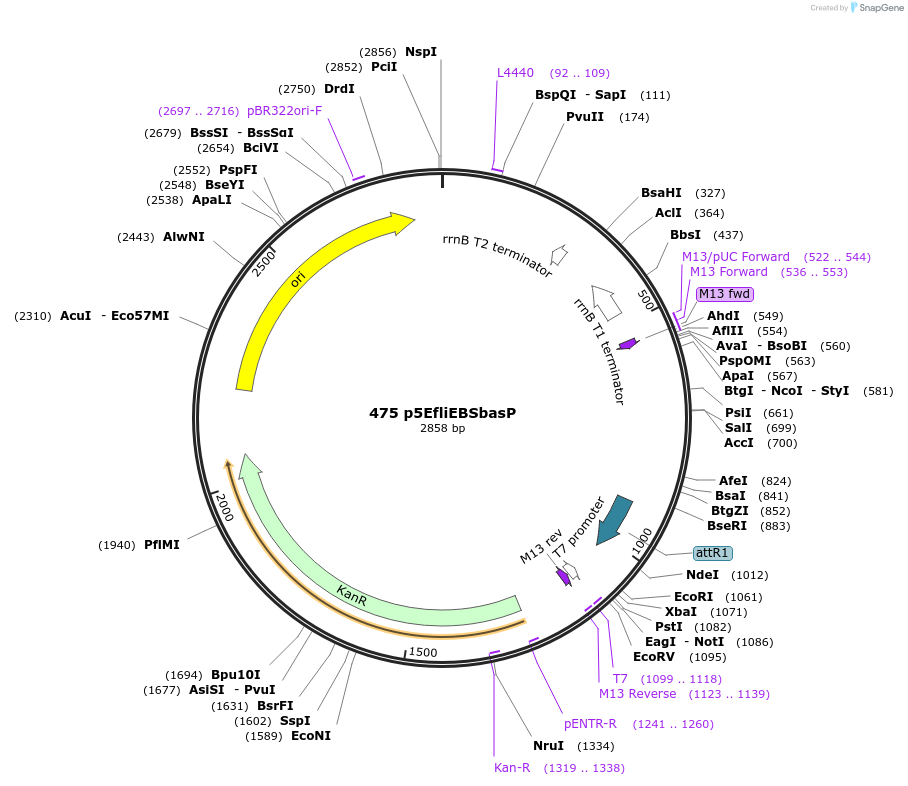 26027-plasmid-map-sequence-id-12212