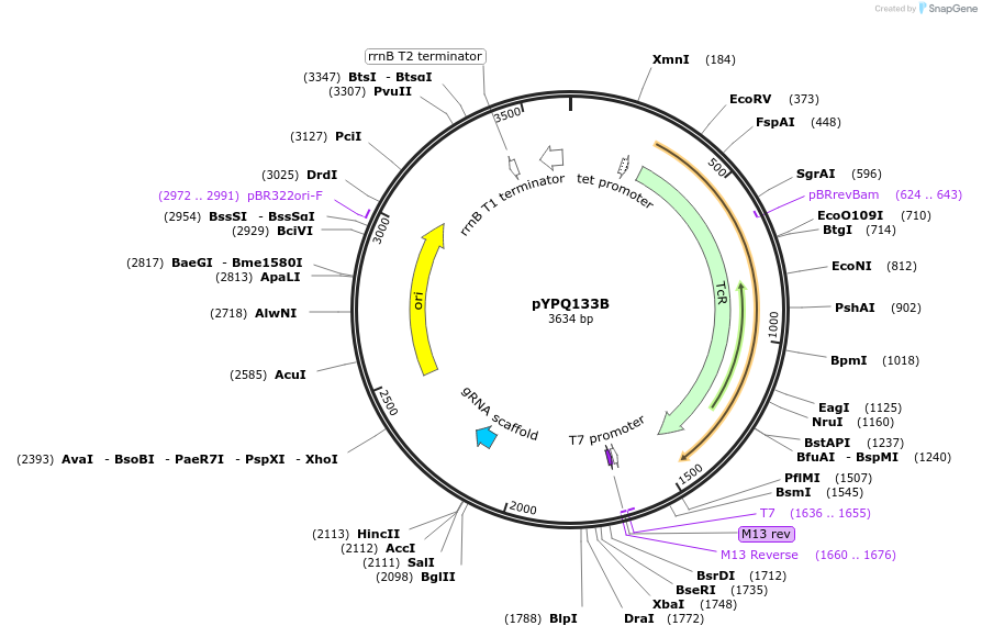 69283-plasmid-map-sequence-id-122121