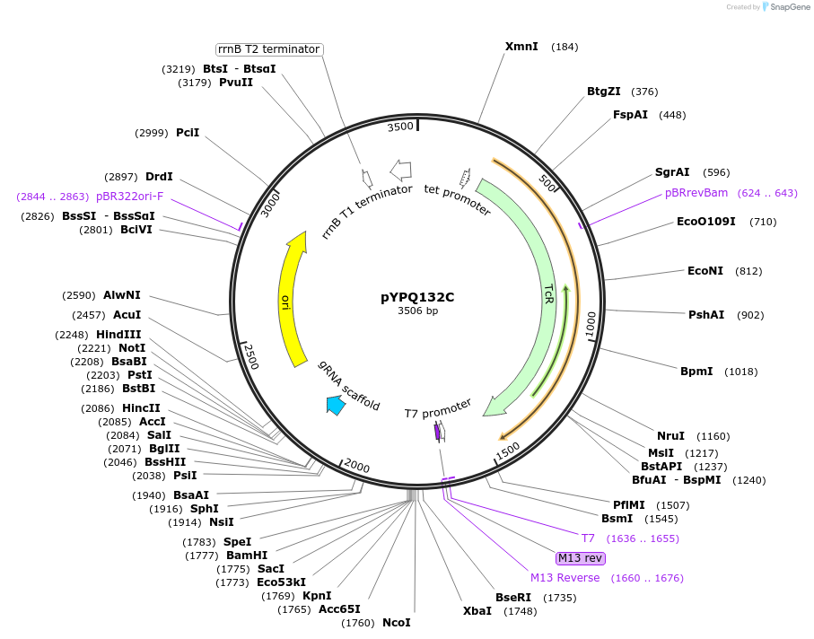 69285-plasmid-map-sequence-id-122123