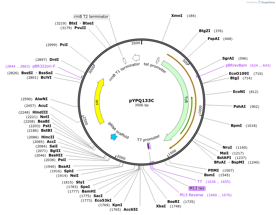 69286-plasmid-map-sequence-id-122124
