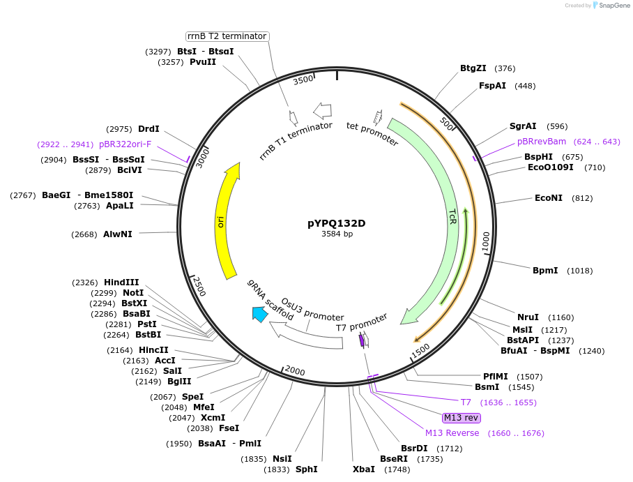 69288-plasmid-map-sequence-id-122126