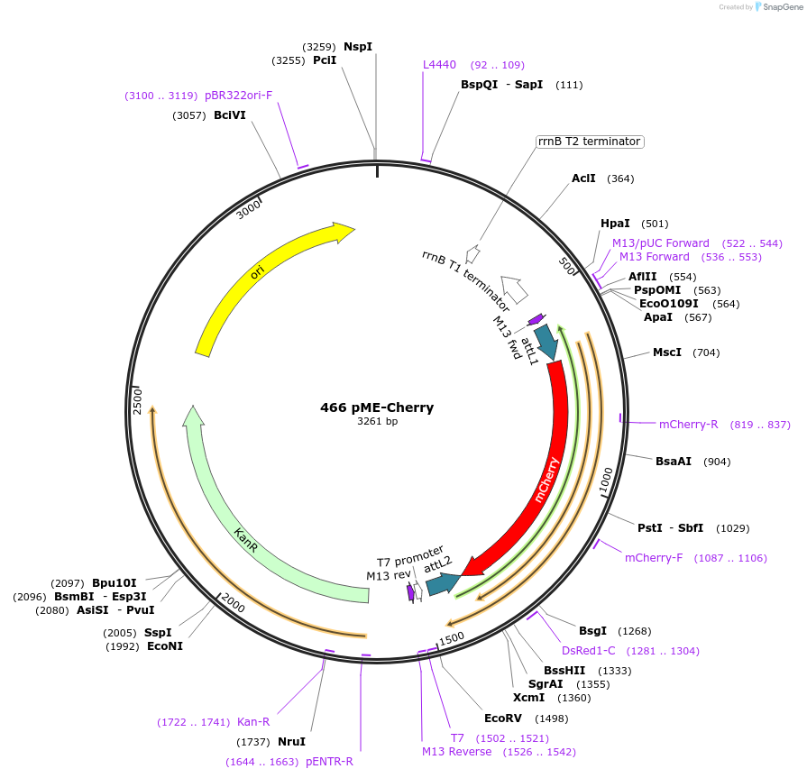26028-plasmid-map-sequence-id-12213