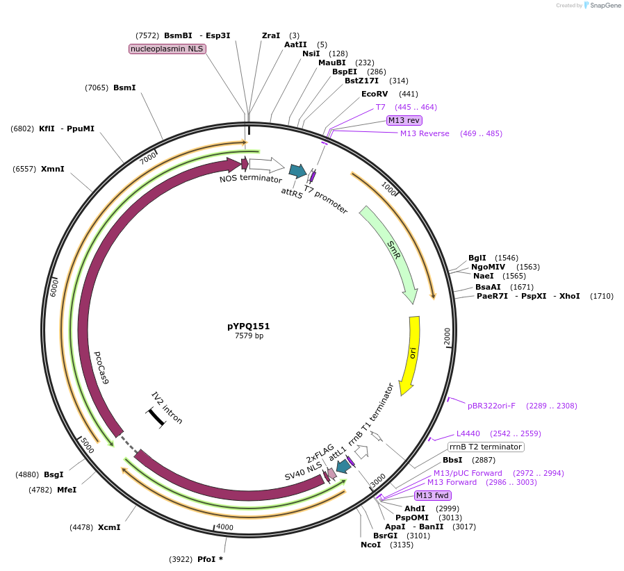 69302-plasmid-map-sequence-id-122140