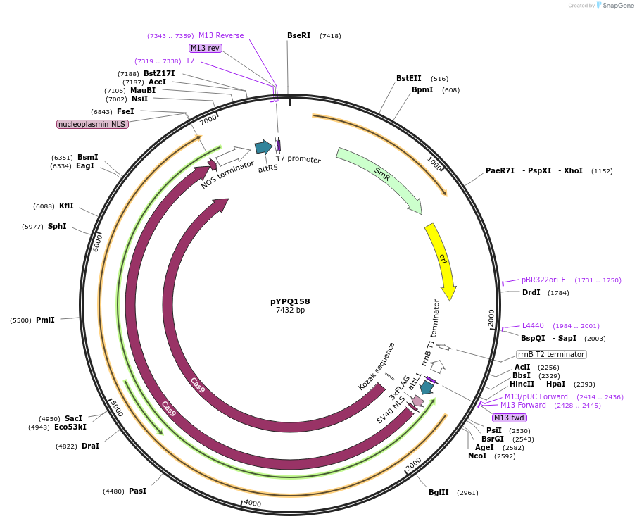 69307-plasmid-map-sequence-id-122145