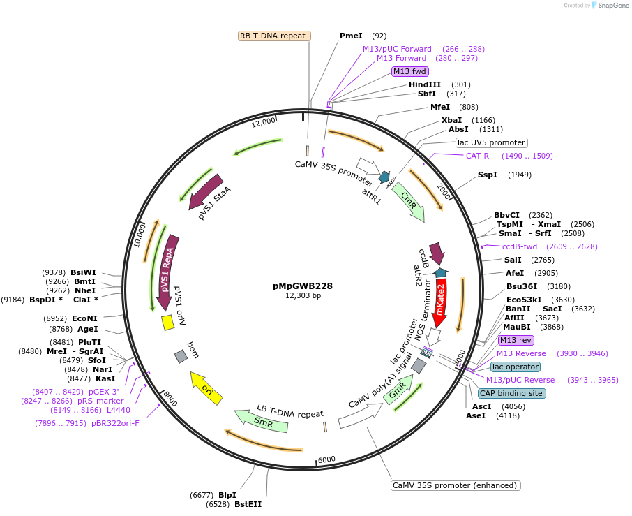 68619-plasmid-map-sequence-id-122174