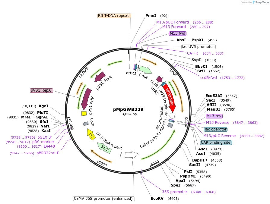 68657-plasmid-map-sequence-id-122179