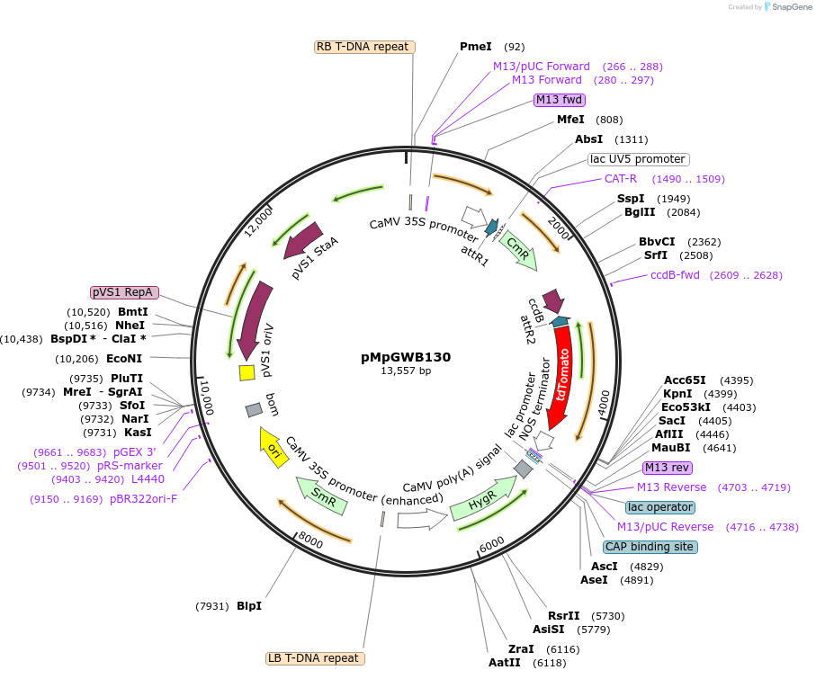 68584-plasmid-map-sequence-id-122181