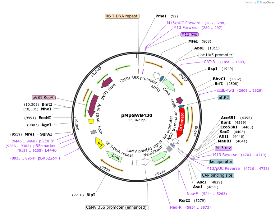 68695-plasmid-map-sequence-id-122183