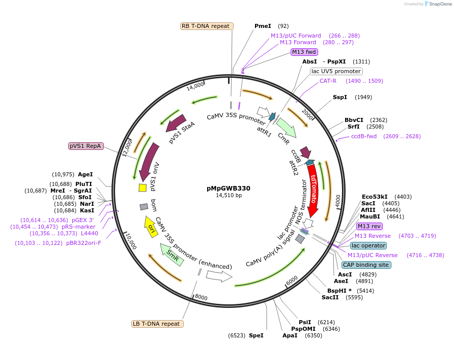 68658-plasmid-map-sequence-id-122184