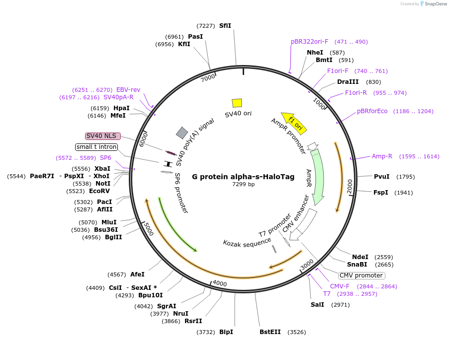 66993-plasmid-map-sequence-id-122192