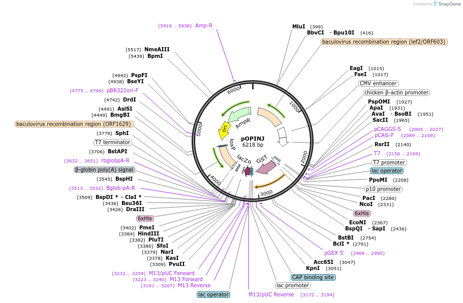 26045-plasmid-map-sequence-id-12221