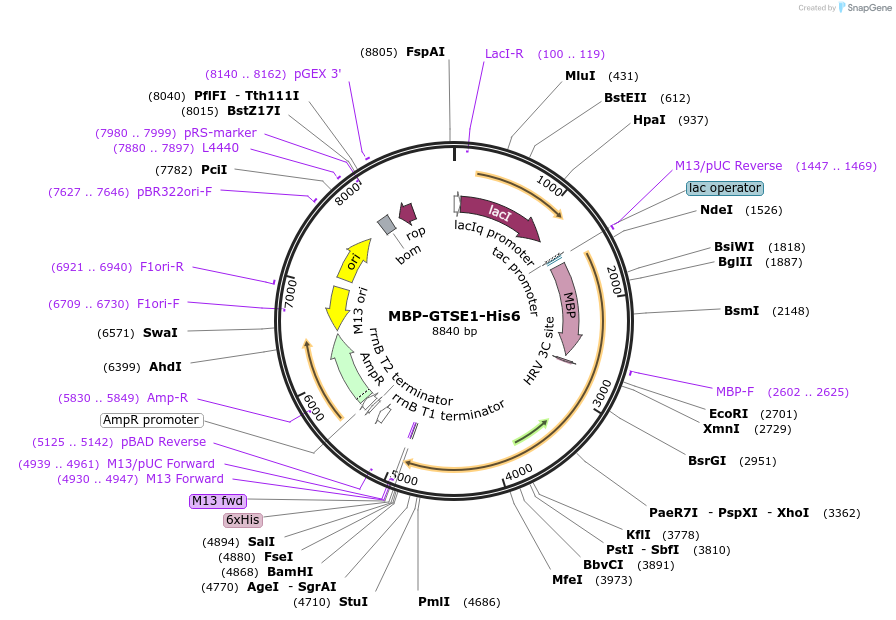 69109-plasmid-map-sequence-id-122250